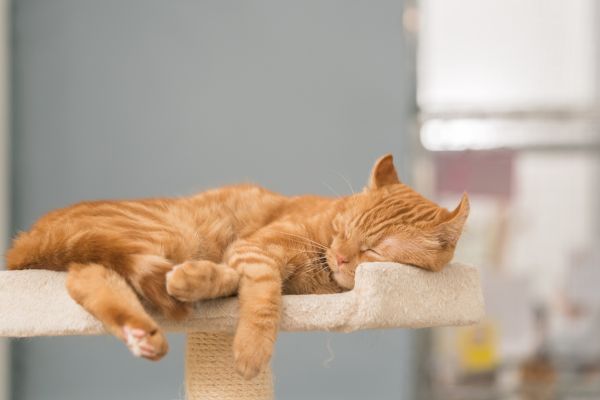 Design ohne Titel Wie lange schläft eine Katze: Katze schläft auf Kratzbaum