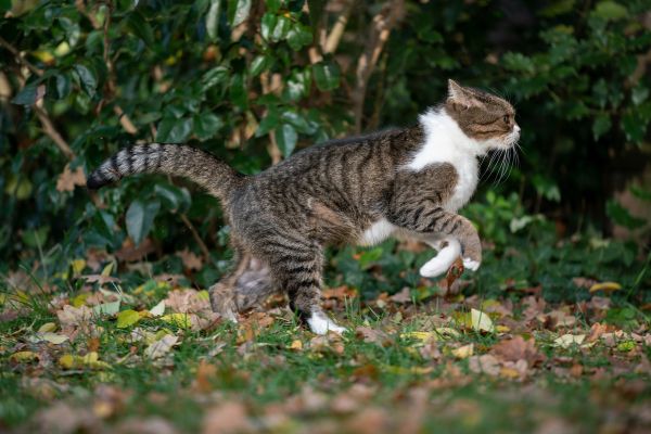 Design ohne Titel (2) Katze wackelt mit dem Schwanz: Katze rennt mit hohem Schwanz