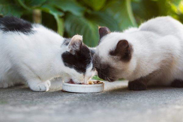 Fressverhalten Katze: Zwei Katzen an einem Napf am fressen