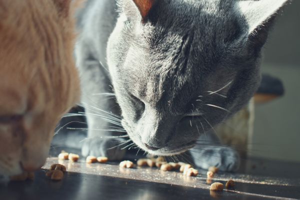 Fressverhalten Katze: Katze frisst von Boden