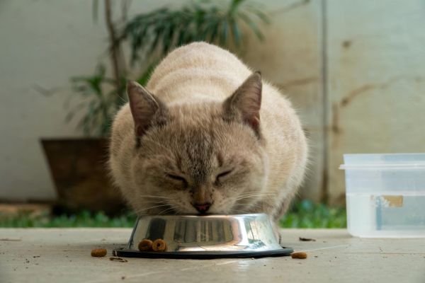 Fressverhalten Katze: Katze frisst gemütlich
