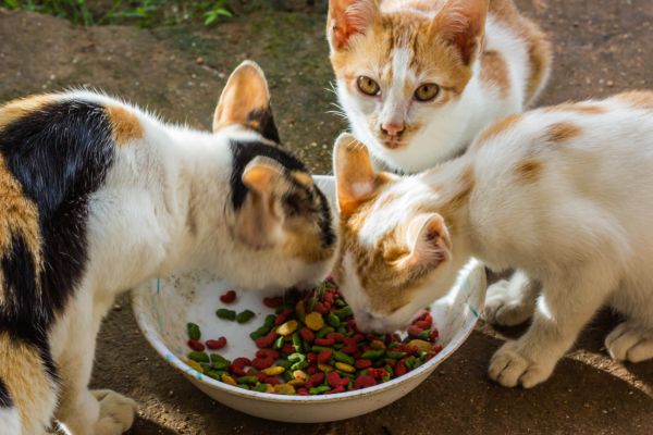 Fressverhalten Katze: mehrere Katzen fressen aus einem Naps