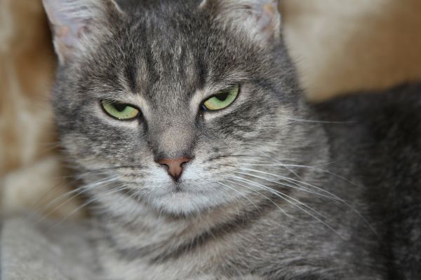 Katze beleidigt (1) Katze beleidigt