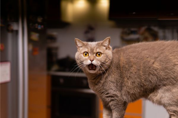 Katze hat Angst vor mir- Katze faucht Katze hat Angst vor mir: Katze faucht