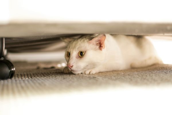 Katze hat Angst vor mir- Katze unter Bett Katze hat Angst vor mir: Katze versteckt sich unter dem Bett
