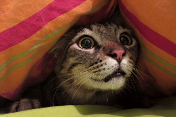Katze hat Angst vor mir Katze unter Bettdecke Katze hat Angst vor mir: Katze unter Bettdecke