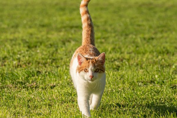 Katze wackelt mit Schwanz- Katze mit hohem schwanz Katze wackelt mit dem Schwanz: Katze mit senkrechtem Schwanz in die Luft