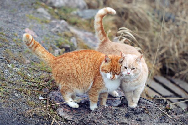 Katze wackelt mit Schwanz- sozialverhalten Katze wackelt mit dem Schwanz: Zwei Katzen dicht nebeneinander