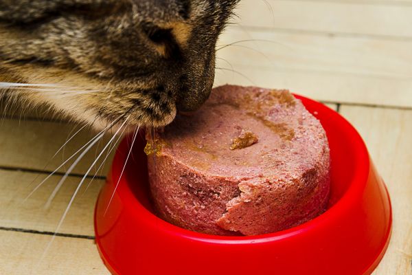 Nassfutter Katze, Katze frisst Nassfutter für Katzen: Katze frisst