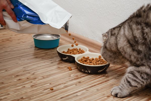 Trockenfutter Katze, Katze bekommt futter Trockenfutter Katze: Katze bekommt Futter in den Napf