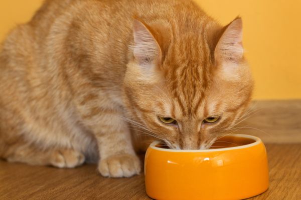 Trockenfutter Katze, Katze frisst Trockenfutter katze: Katze frisst aus Napf