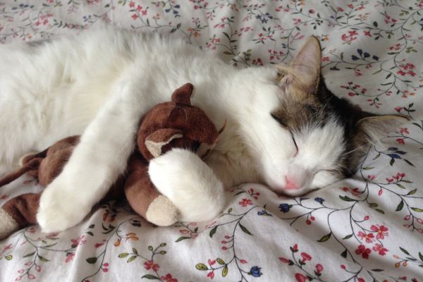Wie lange schläft eine Katze- Katze mit Kuscheltier Wie lange schläft eine Katze: Katze am schlafen mit Kuscheltier