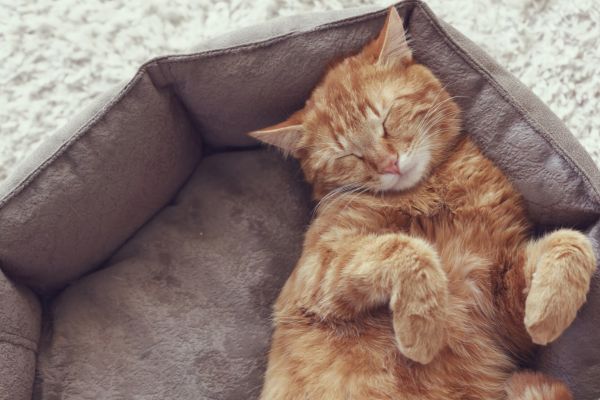 Wie lange schläft eine Katze- Katze schläft auf Rücken Wie lange schläft eine Katze: Katze schläft auf dem Rücken