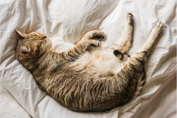 Wie lange schläft eine Katze- Katze schläft im Bett Wie lange schläft eine Katze: Katze schläft im Bett