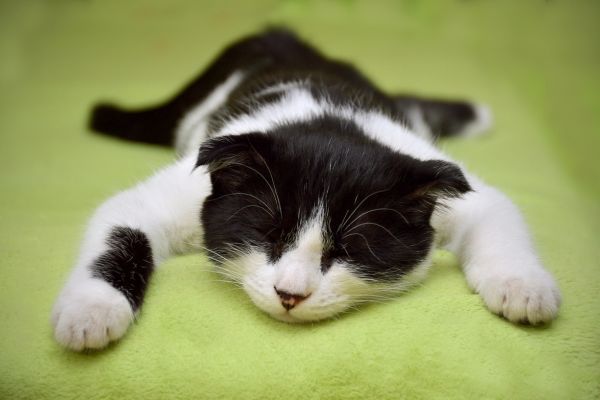 bauchschmerzen-bei-katzen-liegt Bauchschmerzen bei Katzen: Katze liegt auf dem Bauch und hat die Augen zu
