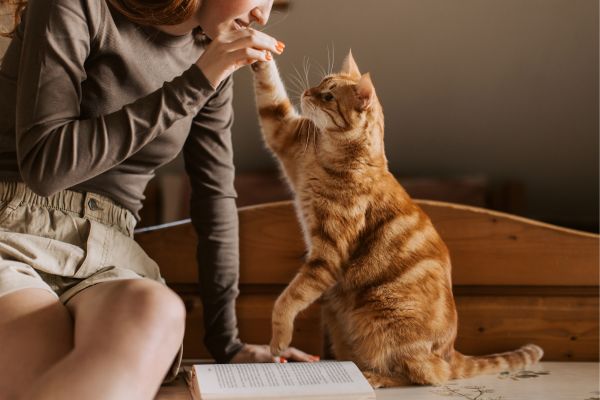 Eine Frau spielt im Sitzen mit ihrer Katze Eine Frau spielt im Sitzen mit ihrer Katze und vor ihr liegt ein Buch