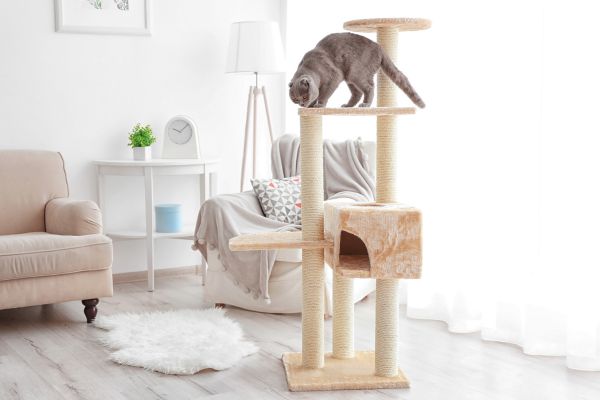 Katze steht auf einem beigen Katzenbaum