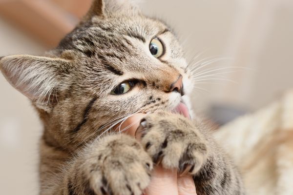 Eine Katze beißt einem Menschen in die Hand Eine Katze beißt einem Menschen in die Hand