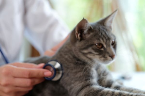 katze bekommt schlecht luft hausmittel (1) katze bekommt schlecht luft hausmittel: Katze wird abgehört beim Atmen von einem Tierarzt