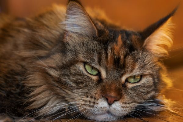 katze bekommt schlecht luft hausmittel (2) katze bekommt schlecht luft hausmittel: Katze liegt erschöpft
