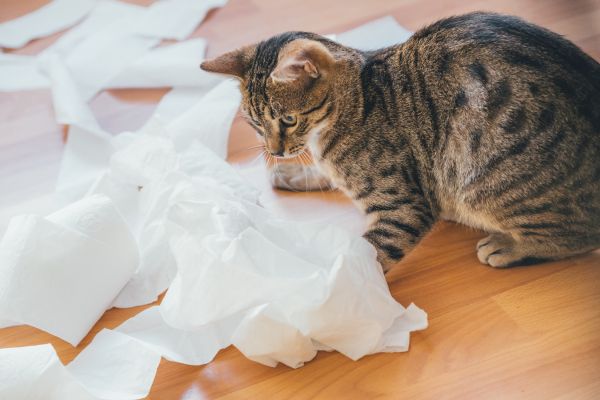 katze-blut-im-stuhl (2) Katze hat Blut im Stuhl: Katze spielt mit Klopapier
