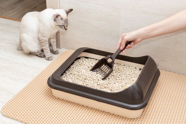 katze-blut-im-stuhl Katze hat Blut im Stuhl: Katze sitzt neben Katzenklo