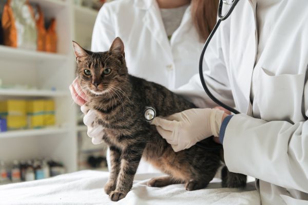 katze-erkaeltet (2) Katze erkältet: Katze ist beim Tierarzt und wird untersucht