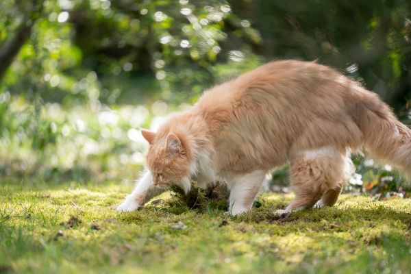 katze-graebt-im-rasen Katze gräbt im Rasen