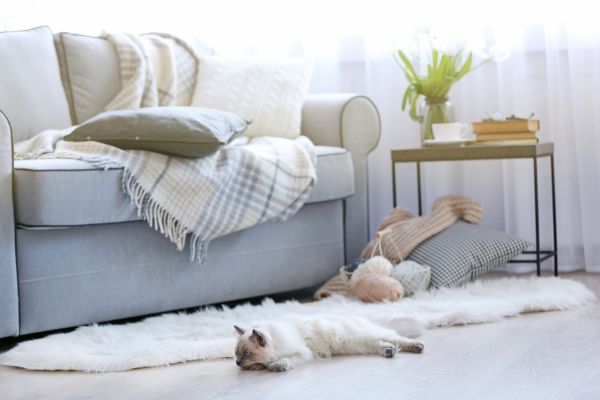 Katze liegt im Wohnzimmer auf dem Boden