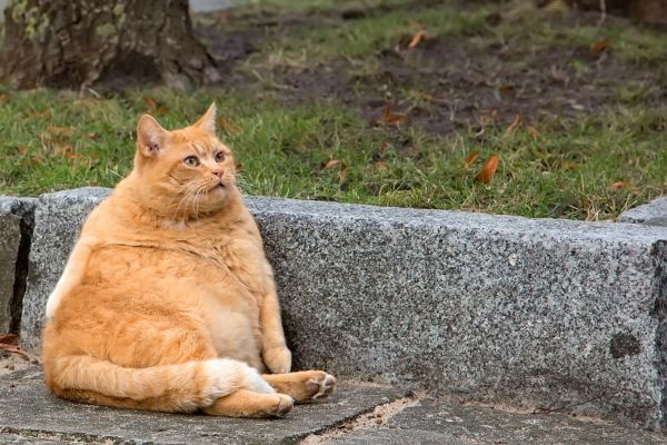 katze-mit-uebergewicht (1) Katze mit Übergewicht: Rote Katze sitzt im Garten