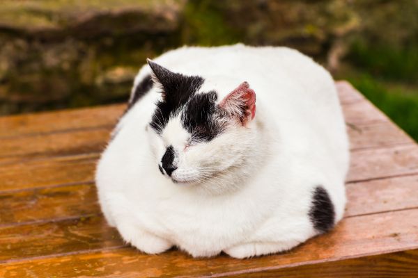 katze-mit-uebergewicht (2) Katze mit Übergewicht: Weiße Katze sitzt auf Gartenmöbeln