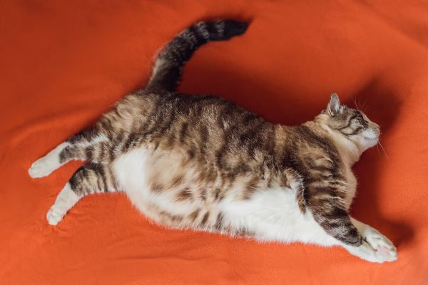katze-mit-uebergewicht (3) Katze mit Übergewicht: Dicke Katze liegt auf dem Boden