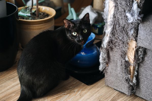 Katze Revier Makieren: Katze hat Sofa zerkratzt und sietzt nun daneben.