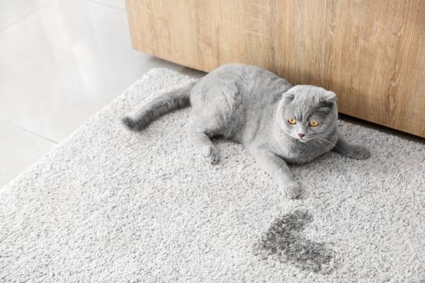 Katze Revier Makieren: Katze liegt auf einem hellem Teppich. Neben ihr ist ein nasser Fleck zu erkennen.