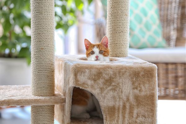 Katze schaut aus einem Katzenbaum hervor
