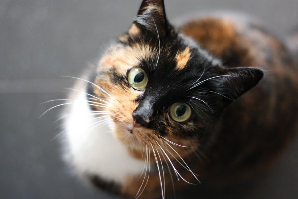 Katze schaut nach oben Katze schaut nach oben in die Kamera