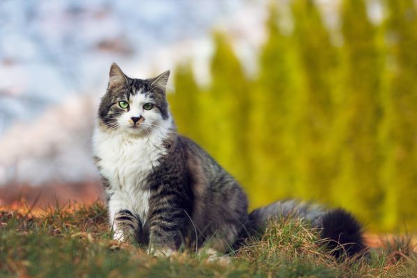 katze-sitzt-draussen-im-freien Katze sitzt draußen im Freien