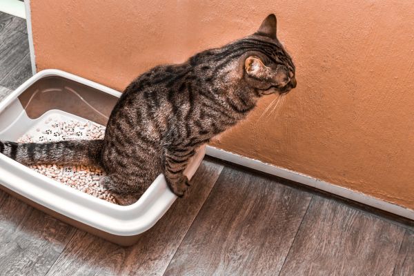 Katze sitzt im Katzenklo Katze sitzt im Katzenklo