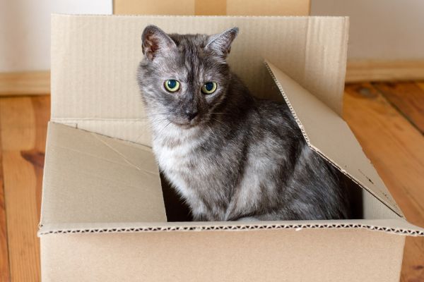 Katze sitzt in einem Umzugskarton Katze sitzt in einem Umzugskarton