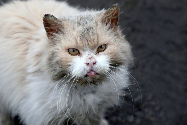 Katze verklebte Augen: helle Katze die dreckig ist