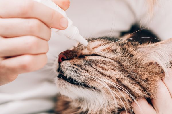 Katze verklebte Augen: Katze kriegt Augentropfen verabreicht