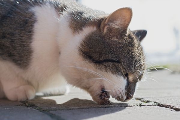 katze-würgt-und-hustet-ohne-erbrechen (1) katze-würgt-und-hustet-ohne-erbrechen: katze würgt über Boden sitzend
