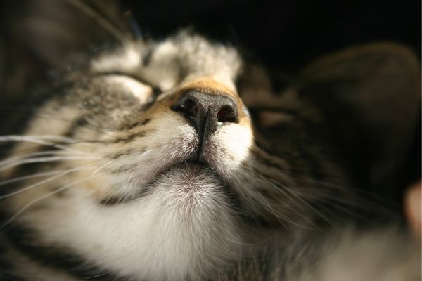 Katze blickt mit geschlossenen Augen in die Sonne Katze blickt mit geschlossenen Augen in die Sonne