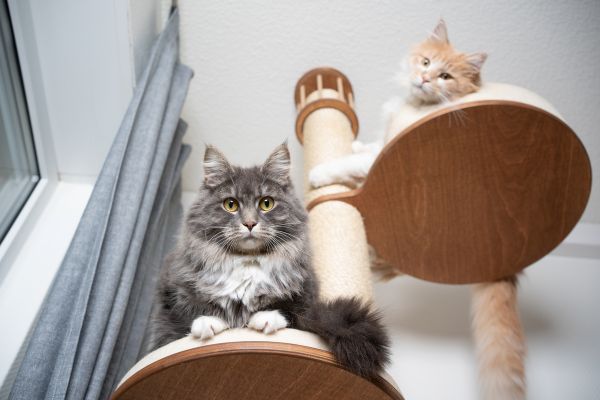 Katzen in Wohnung halten: Tierquälerei?: zwei Katzen sind auf einem Kratzbaum und schauen in die Kamera
