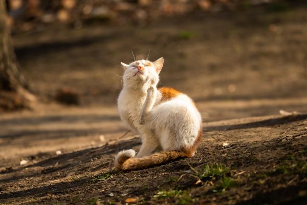 katzenfloehe-am-menschen (1) Katzenflöhe am Menschen: Katze juckt sich