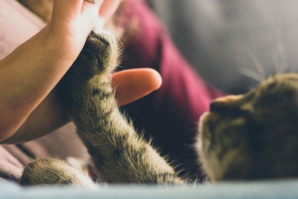 katzenfloehe-am-menschen (2) Katzenflöhe am Menschen: Katze legt Pfote an Hand von Menschen