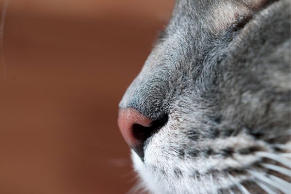Katzennase in der Nahaufnahme von der Seite Katzennase in der Nahaufnahme von der Seite
