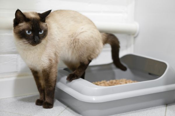 können-katzen-krankheiten-übertragen (1) Können Katzen Krankheiten übertragen? Katze sitzt im Katzenklo