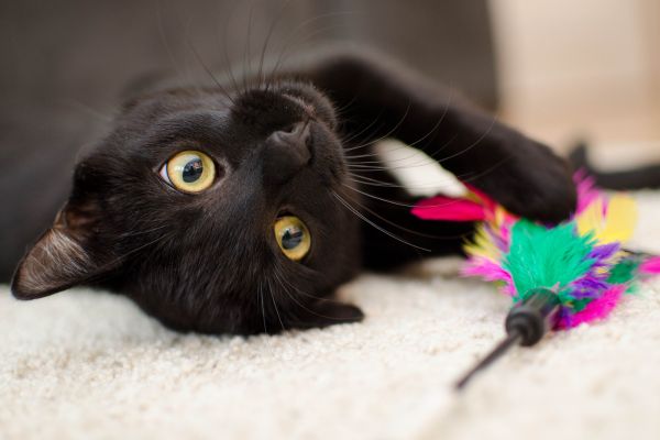 Schwarze Katze liegt neben Spielzeug