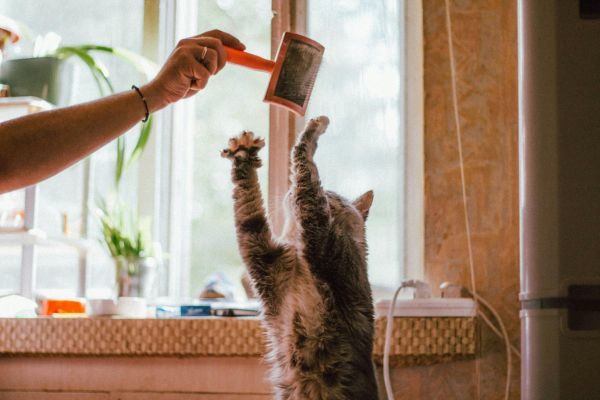 unterwolle-bei-katzen-bürste Unterwolle bei Katzen: Katze versucht Bürste über ihrem Kopf zu fangen